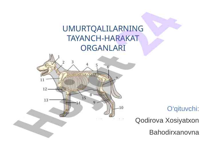 Umurtqalar va ularning harakat organlari