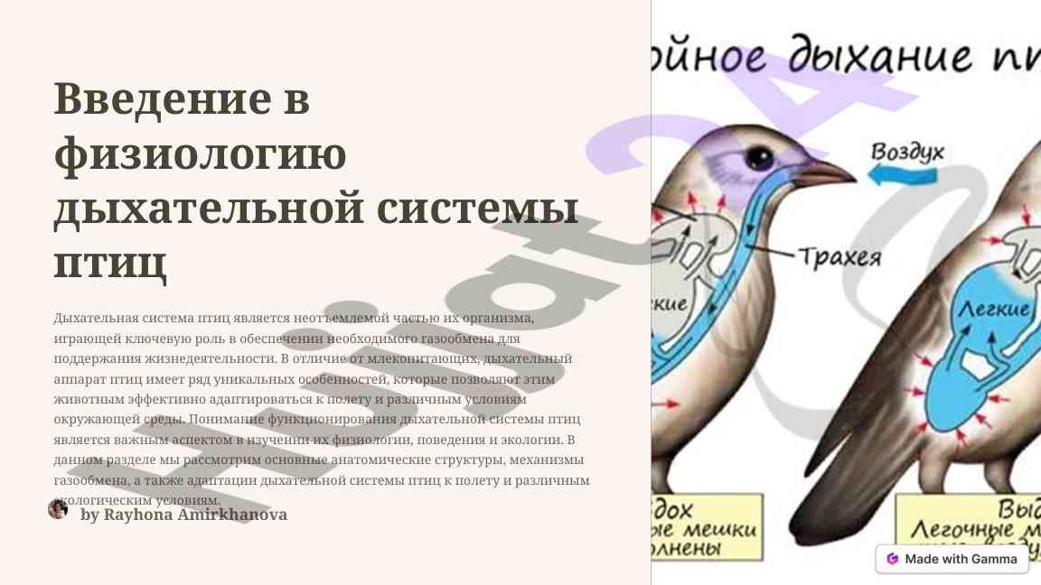Физиология дыхательной системы птиц