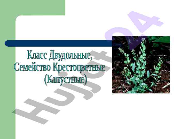 Osobennosti rasteniy semeystva krastoцветnykh