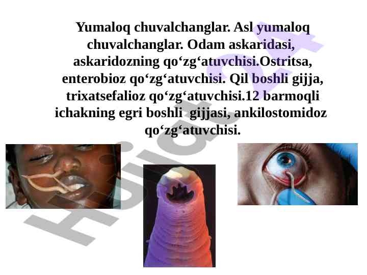 Yumaloq chuvalchanglar morfologiyasi va qo‘zg‘atuvchilari