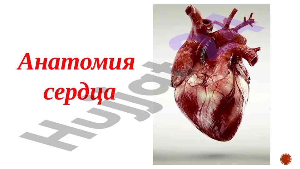 Anatomiya serdtsa: struktura i funktsiyalar