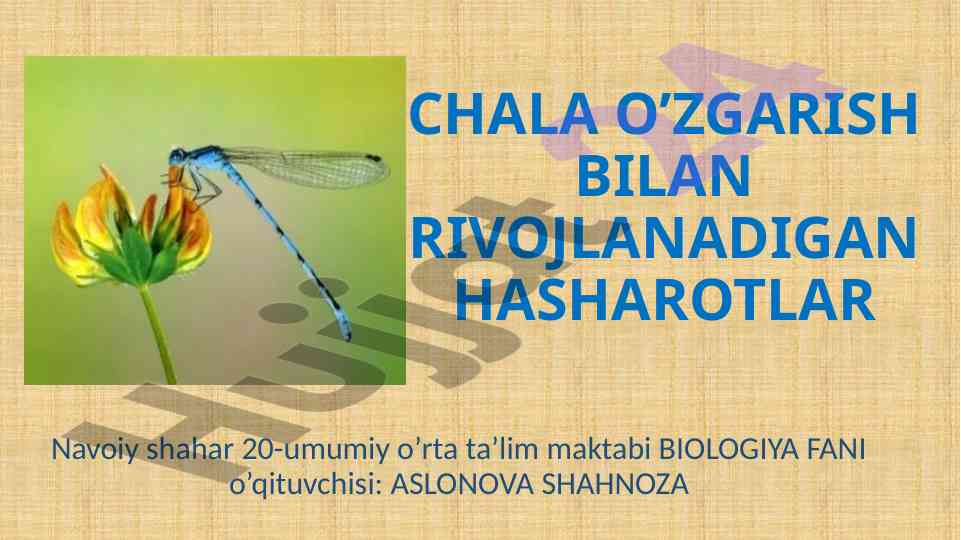 Chala o'zgarish bilan rivojlanadigan hasharotlar