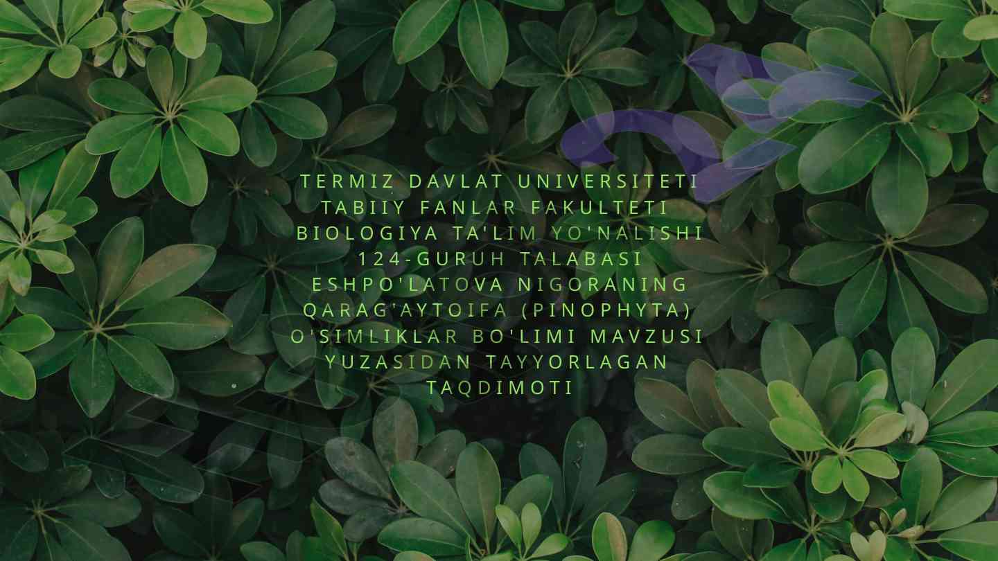 Qarag'aytoifa o'simliklari taqdimoti