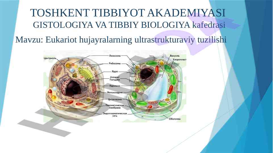Eukariot hujayralarning ultrastrukturaviy tuzilishi