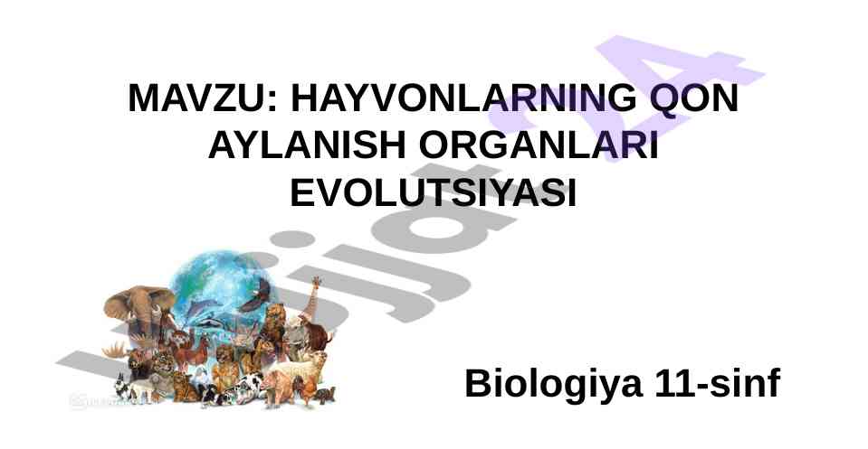 Hayvonlarning qon aylanishi organlari evolutsiyasi