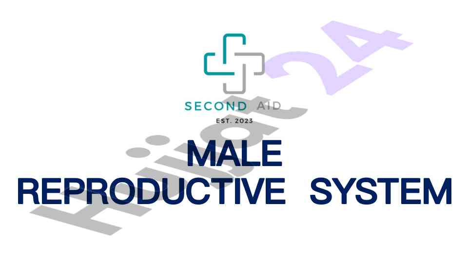 Understanding the male reproductive system anatomy