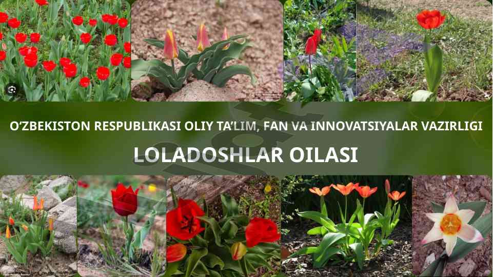 Loladoshlar oilasi o‘simliklari va ularning ahamiyati