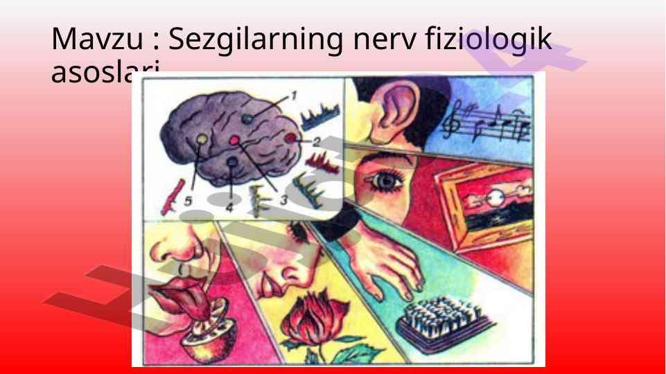 Sezgilarning nerv fiziologik asoslari tahlili