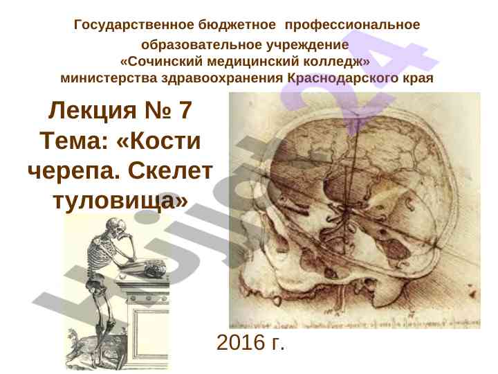 Кости черепа и скелет туловища