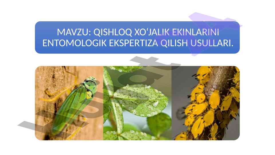Entomologik ekspertiza tahlili va uning ahamiyati