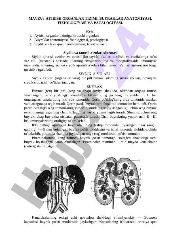 Ayirish organlar tizimi va buyraklar anatomiyasi