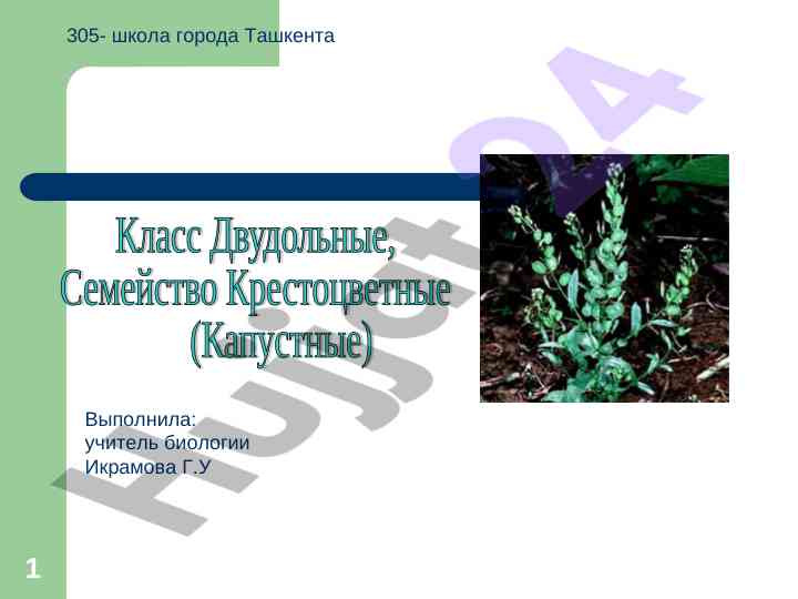 Osobennosti rasteniy semeystva krestotsvetnykh
