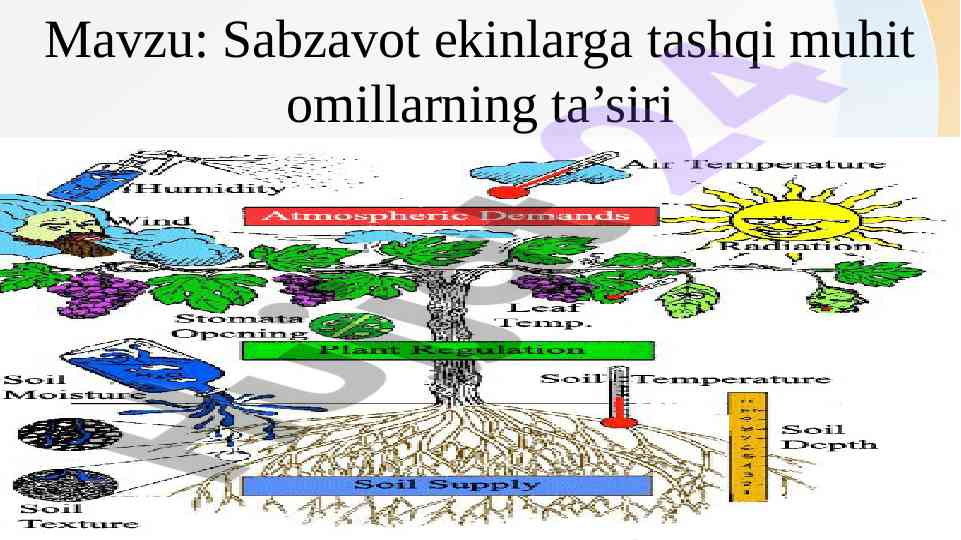 Sabzavot ekinlariga tashqi muhit omillarining ta'siri