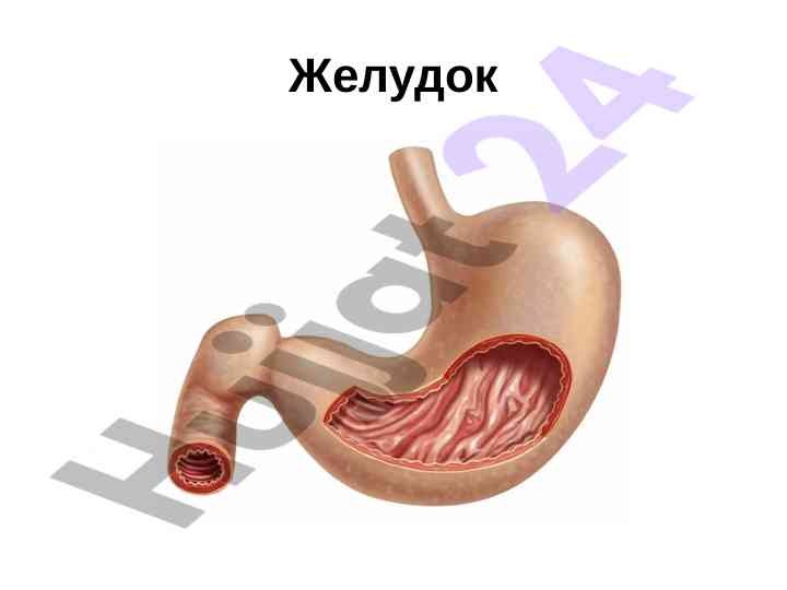 Строение и функции желудка человека