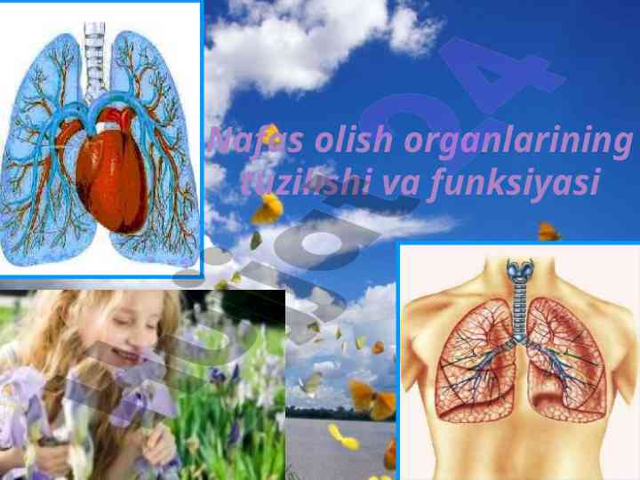 Nafas olish organlarining tuzilishi va funksiyasi