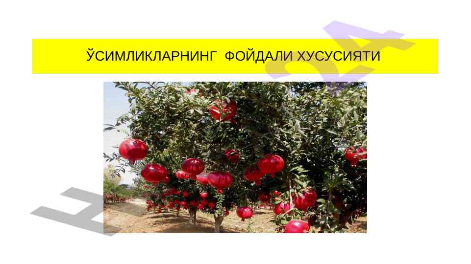 Ўсимликларнинг фойдали хусусияти олма