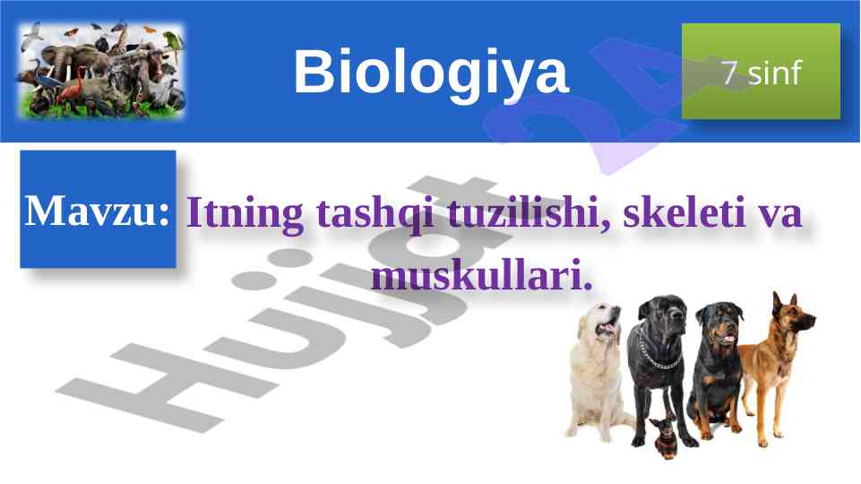 Itning tashqi tuzilishi, skeleti va muskullari