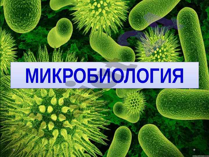 Mikrobiologiya mikroorganizmlar va tashqi muhit ta'siri