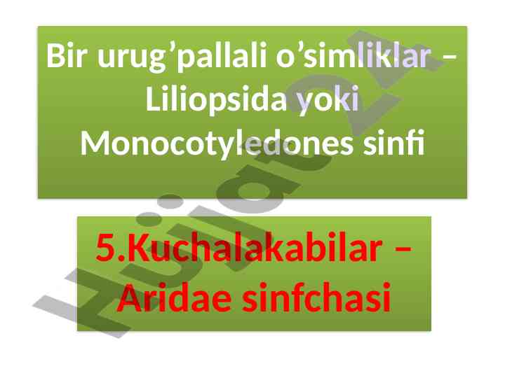 Kuchalakabilar sinfchasining umumiy tuzilishi