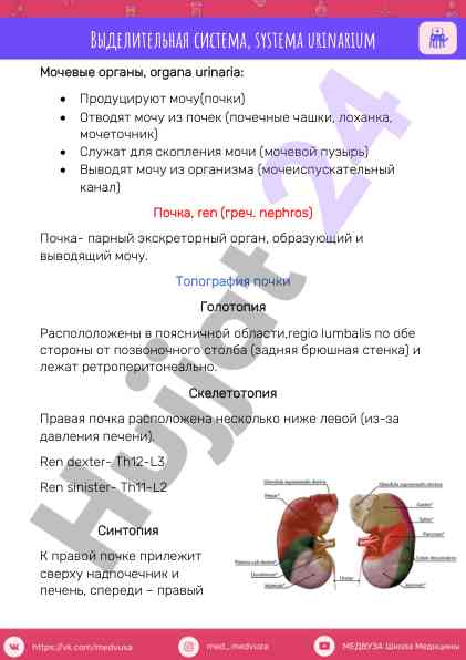 Vydelitel'naya sistema i topografiya pochek