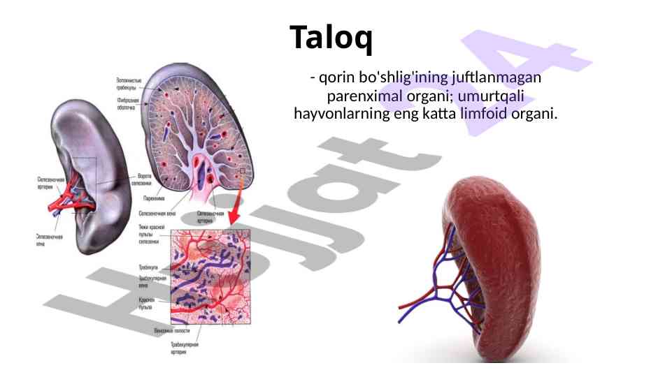 Taloqning funksiyalari va imunologik roli