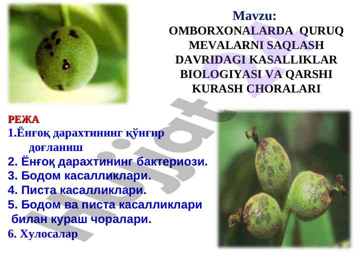 Quruq mevalar saqlashdagi kasalliklar biologiyasi
