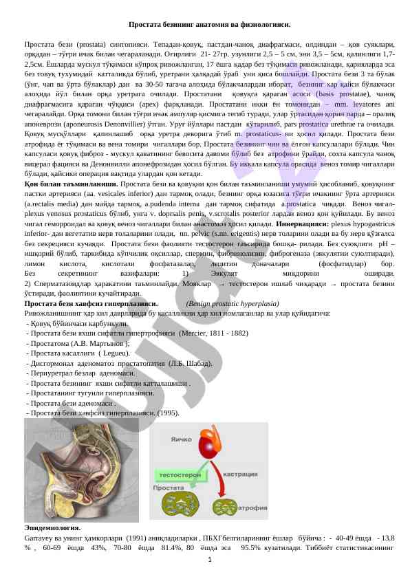 Простата безининг анатомия ва физиологияси