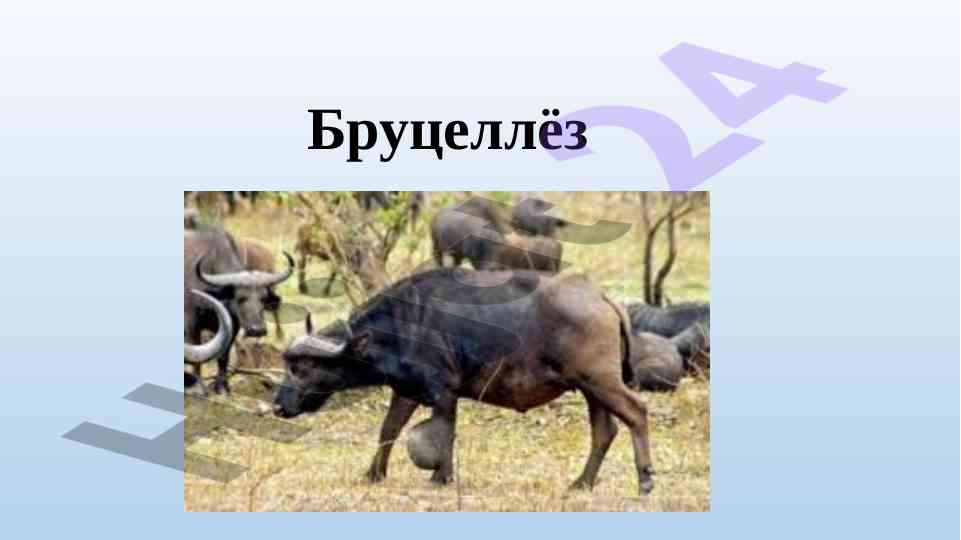 Бруцеллёз: маърузалар ва клиник аломатлар