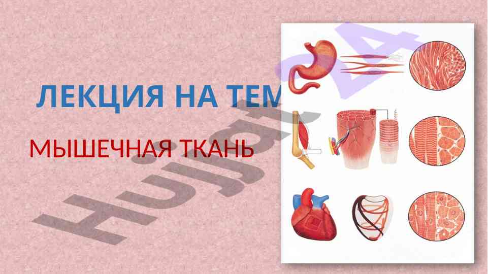 Мышечная ткань и её функции в человеческом теле