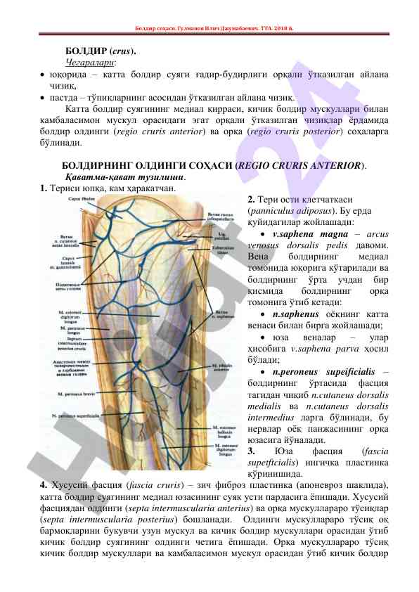 Boldir sohasining anatomik tuzilishi