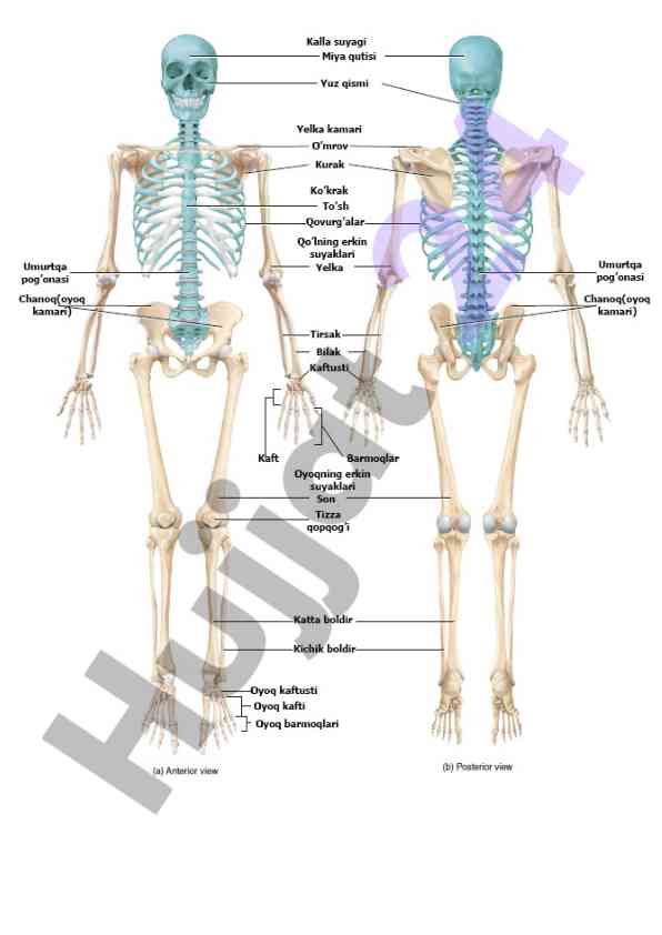 Skelet tuzilishi: anatomik qism va ko‘rinishlar