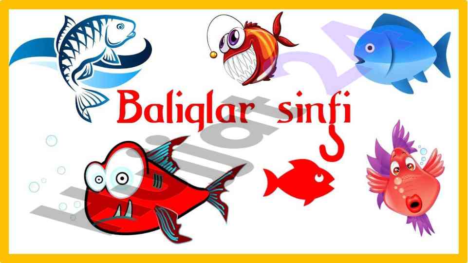 Morfolgiyasi va anatomiyasi ushbu qopqoq suzgichlar