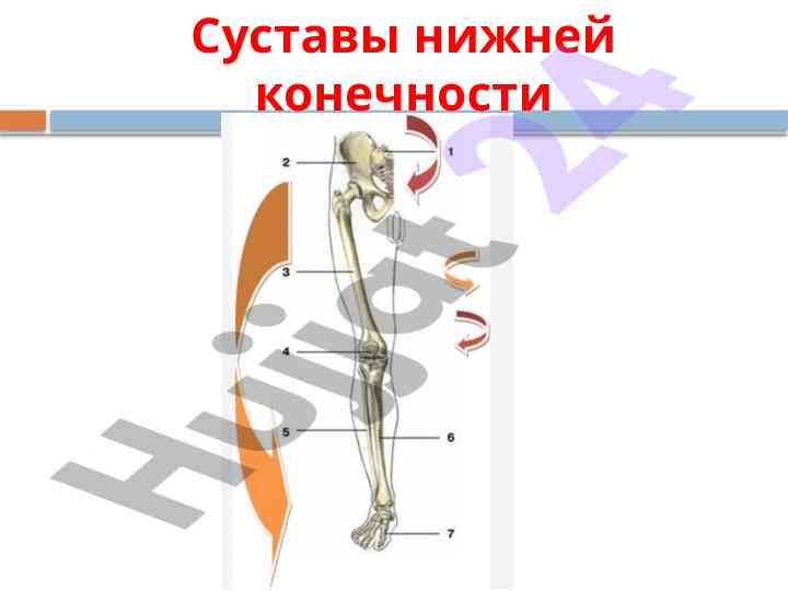 Структура суставов нижней конечности