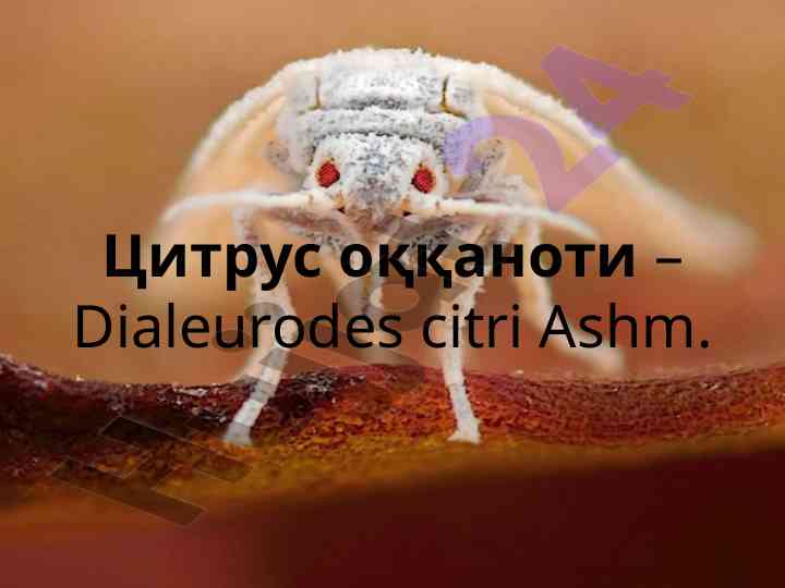Цитрус оққаноти ва унинг тарқалиши ҳақида