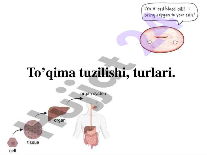 To'qimalar tuzilishi va turlari haqida ma'lumotlar