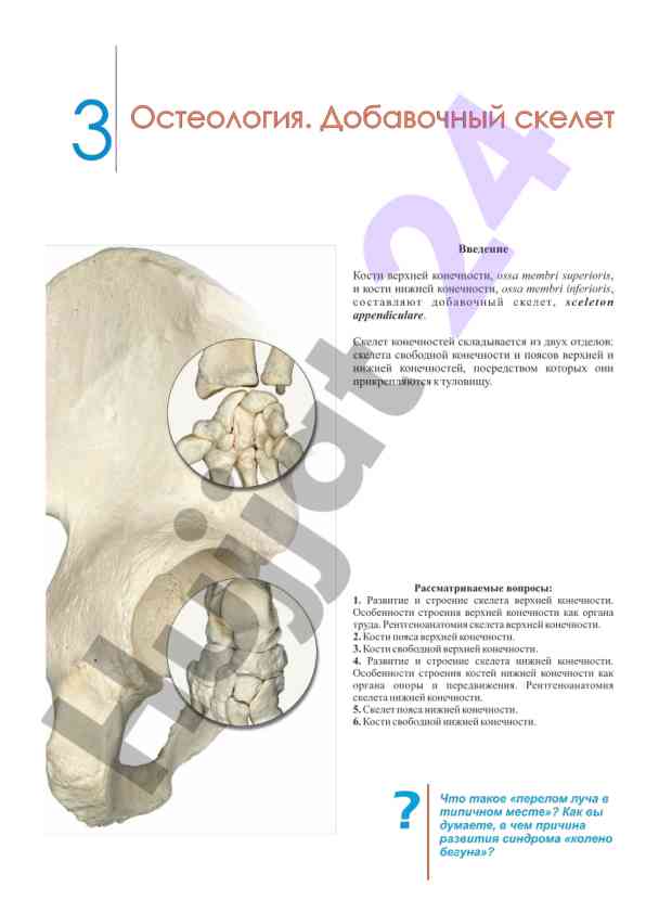 Остеология: строение скелета верхней конечности
