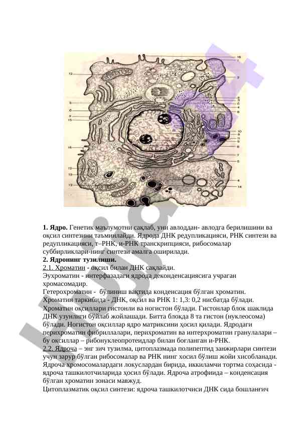 Ядро тузилиши ва функциялари тўғрисида аниқ маълумотлар