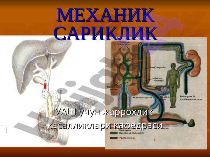 Ўт капиллярлари ва гемолитик паренхиматоз сариклик