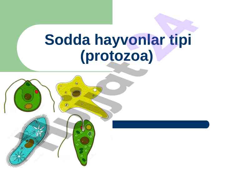 Sodda hayvonlar tipi haqida umumiy tavsif
