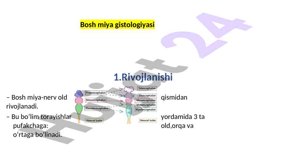 Bosh miya gistologiyasi va tarkibiy qismlari