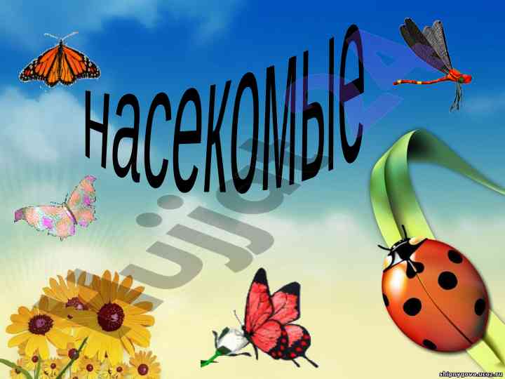 Nasекомые: обзор их жизни и размножения