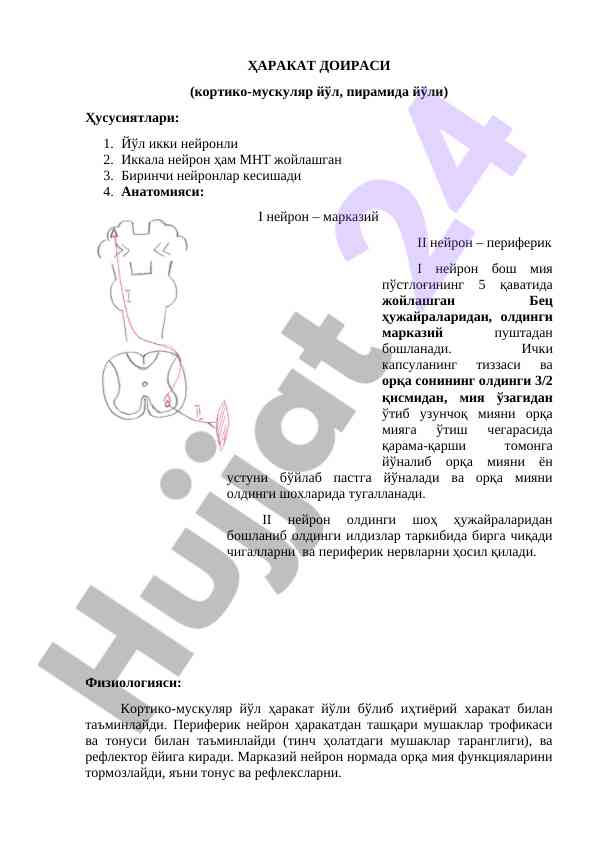 Кортико-мускуляр йўлнинг физиологияси ва анатомияси