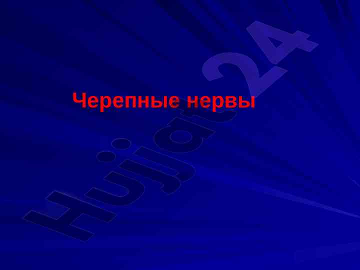 Черепные нервы и их анатомия и функции