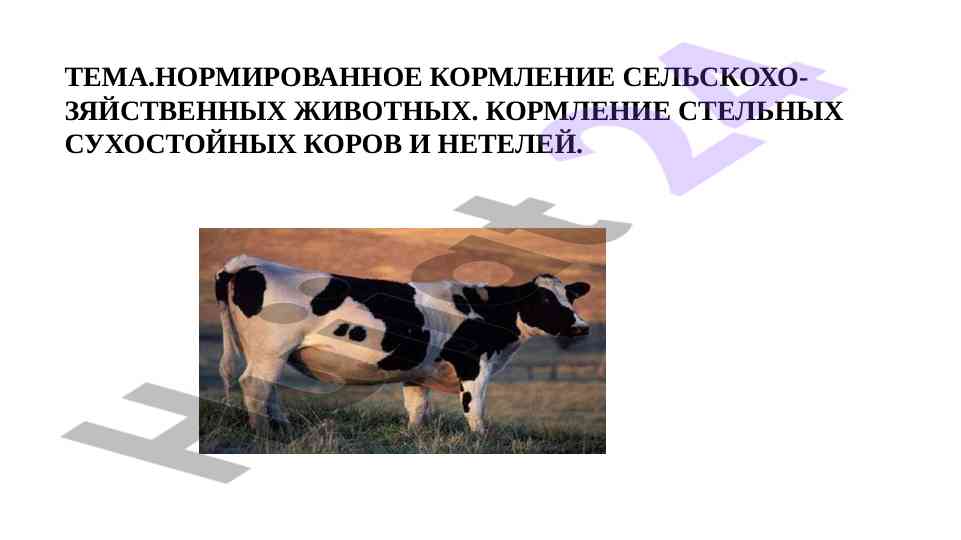 Нормированное кормление сельскохозяйственных животных