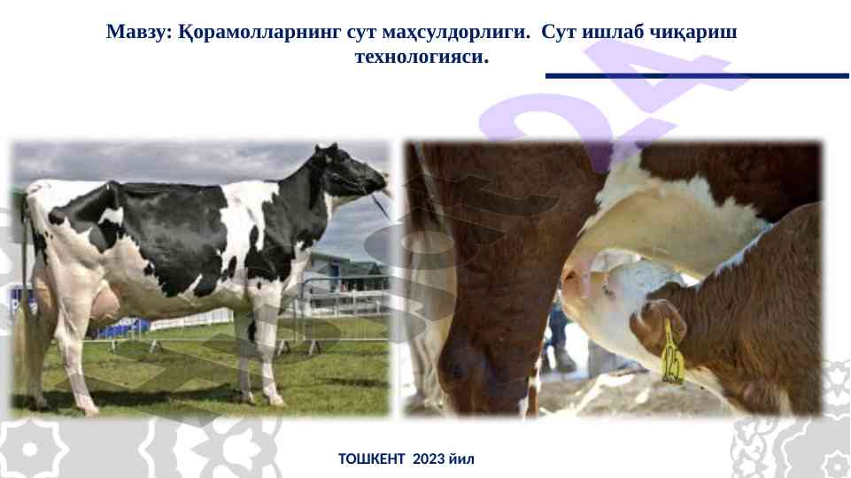 Қорамолларнинг сут маҳсулдорлиги ўрганиш текшируви