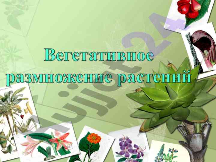 Vegetativnoe razmnozhenie rasteniy metodiki