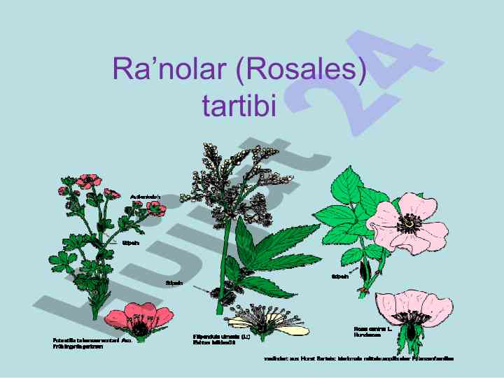 Ra’nolar tartibi va adabiyotlar ro’yxati