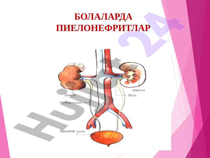 Bolalarda pieolonefritlar va bujrak funksiyalari