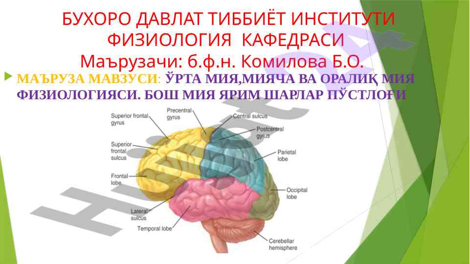 Ўрта мия физиологияси: тадқиқот мавзуси