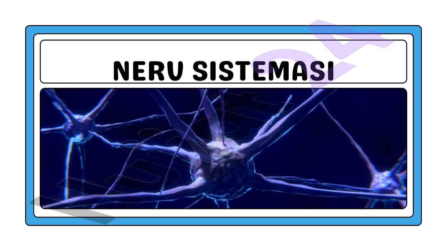 Nerv sistemasi tuzilishi va funktsiyalari